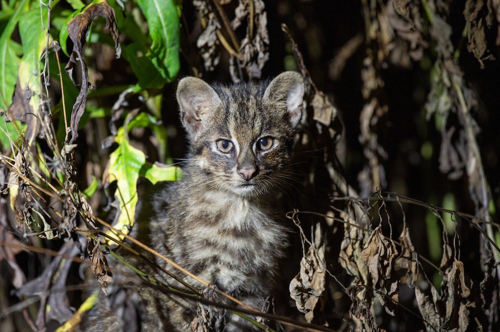 Rare Iriomote Cat Cub Peeking from Underbrush at Night – Endangered Wild Cat